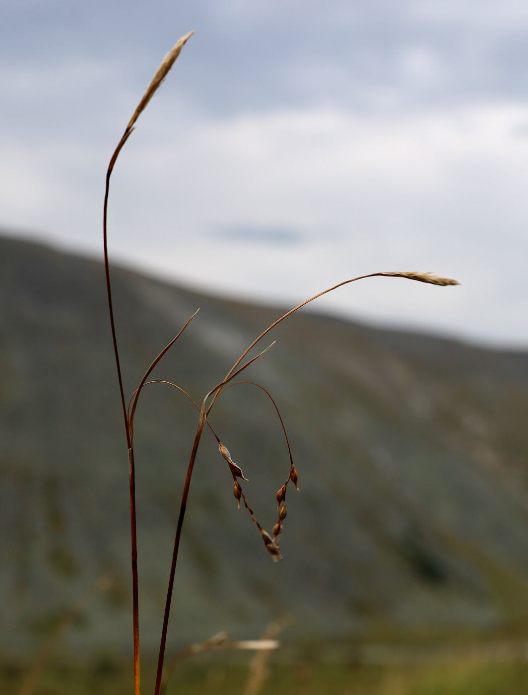 Image of Carex ledebouriana specimen.