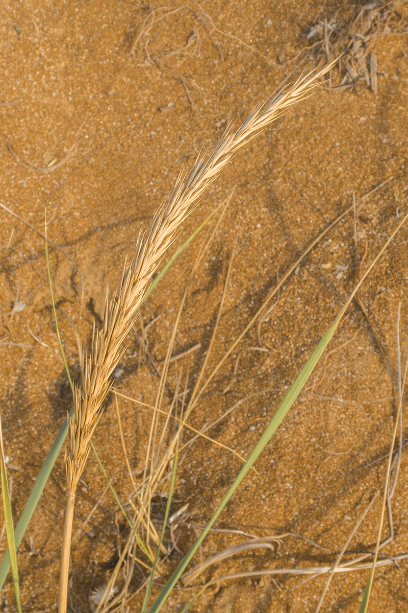 Image of Leymus racemosus specimen.