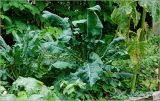 Brassica oleracea