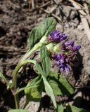 genus Prunella