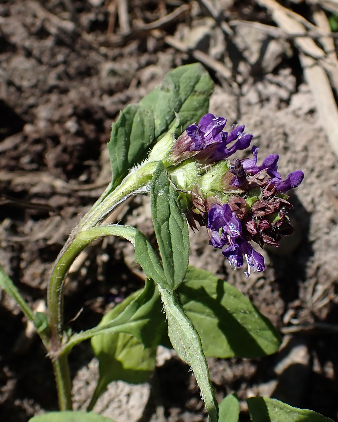Image of genus Prunella specimen.
