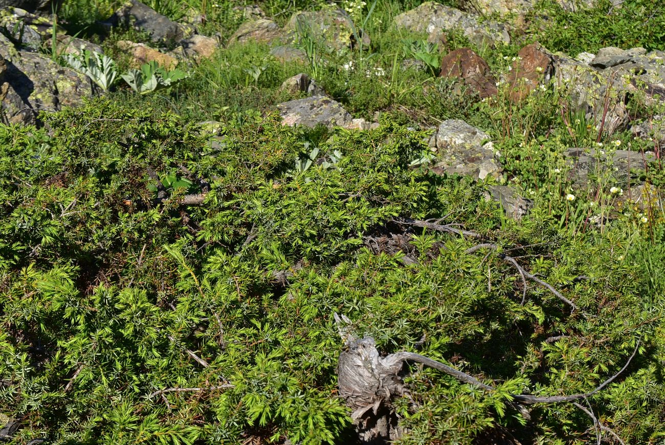 Image of genus Juniperus specimen.