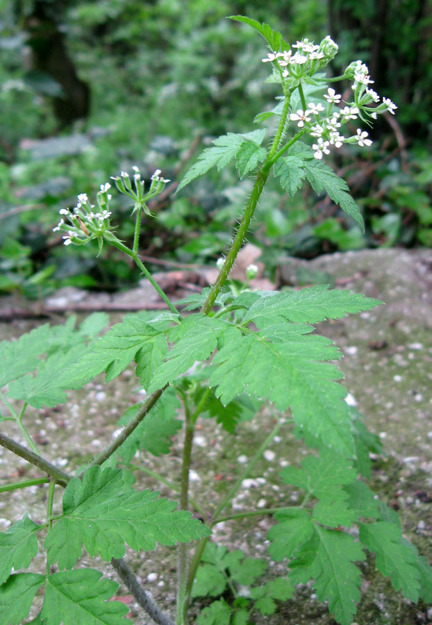 Изображение особи Physocaulis nodosus.