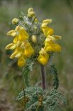 Phlomoides speciosa