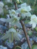 Campanula alliariifolia