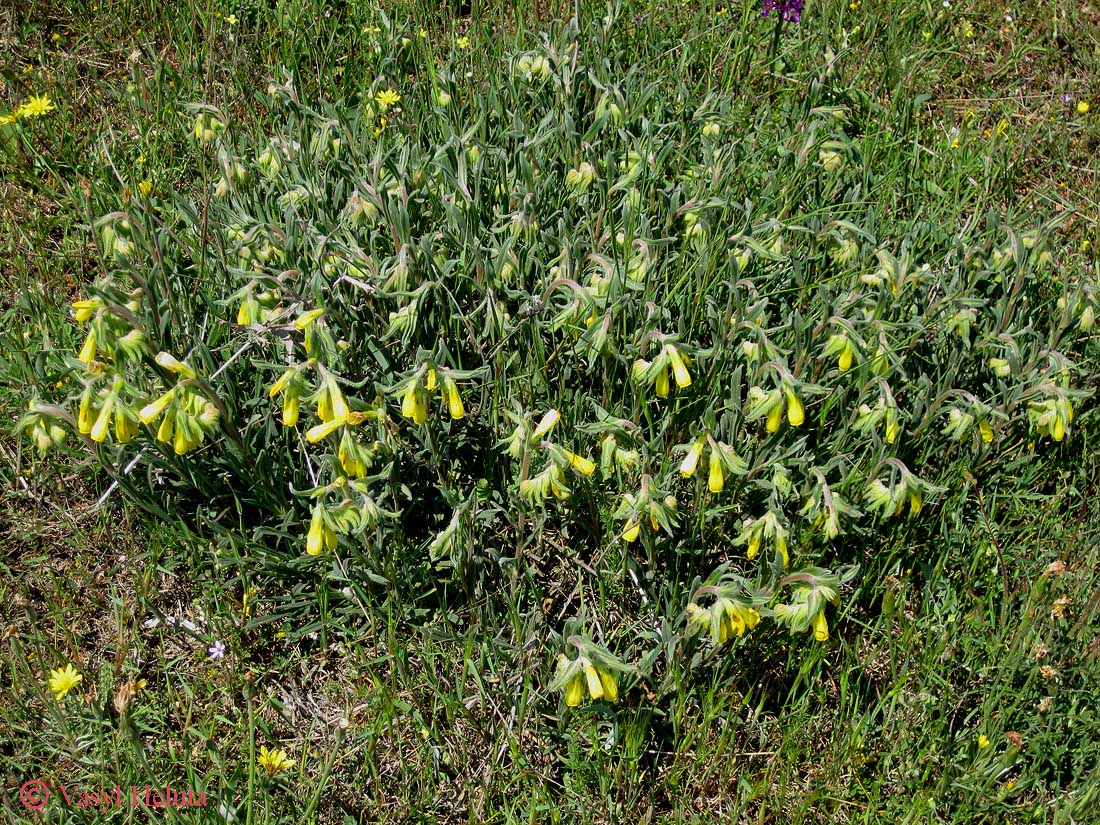 Image of Onosma taurica specimen.