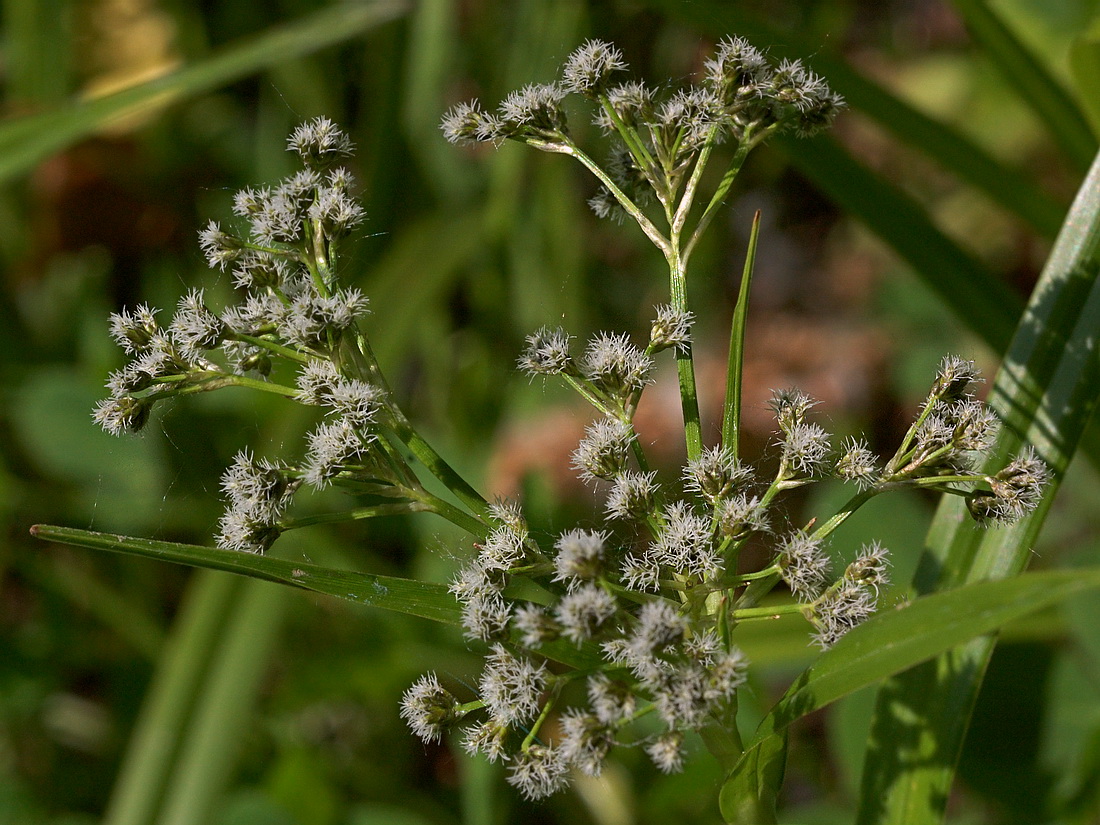 Image of Scirpus sylvaticus specimen.