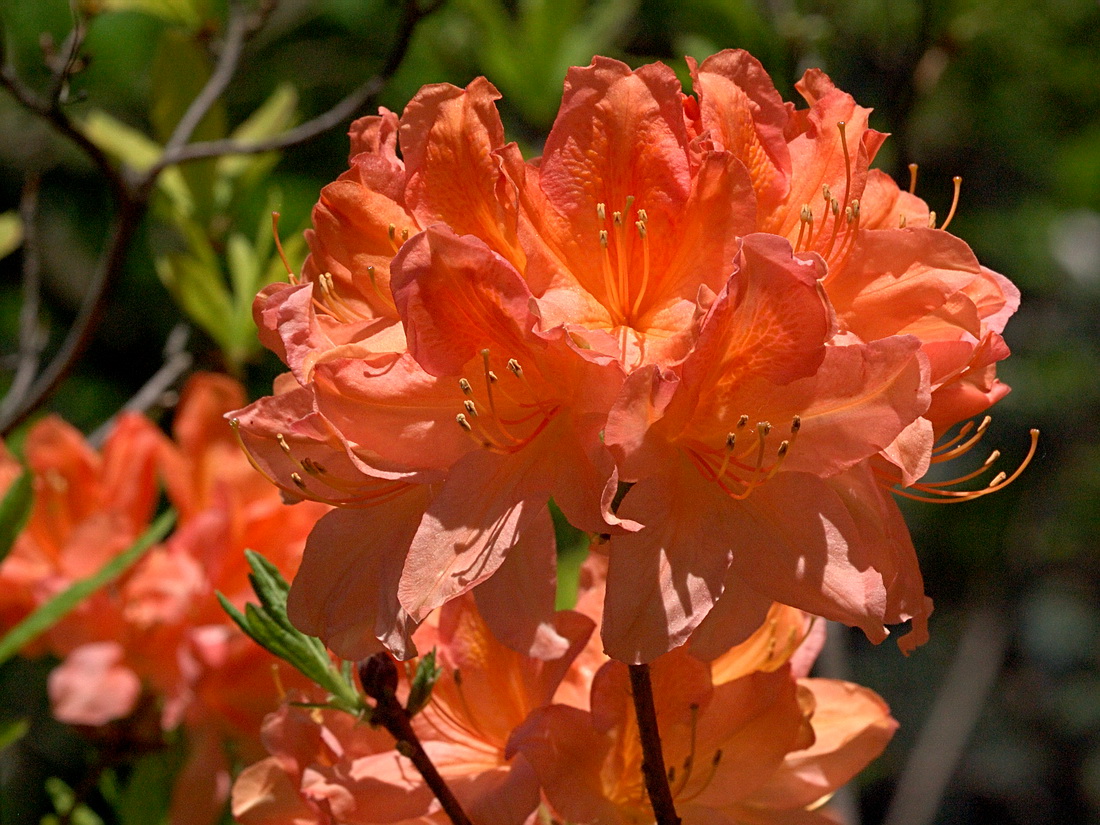 Изображение особи Rhododendron molle.