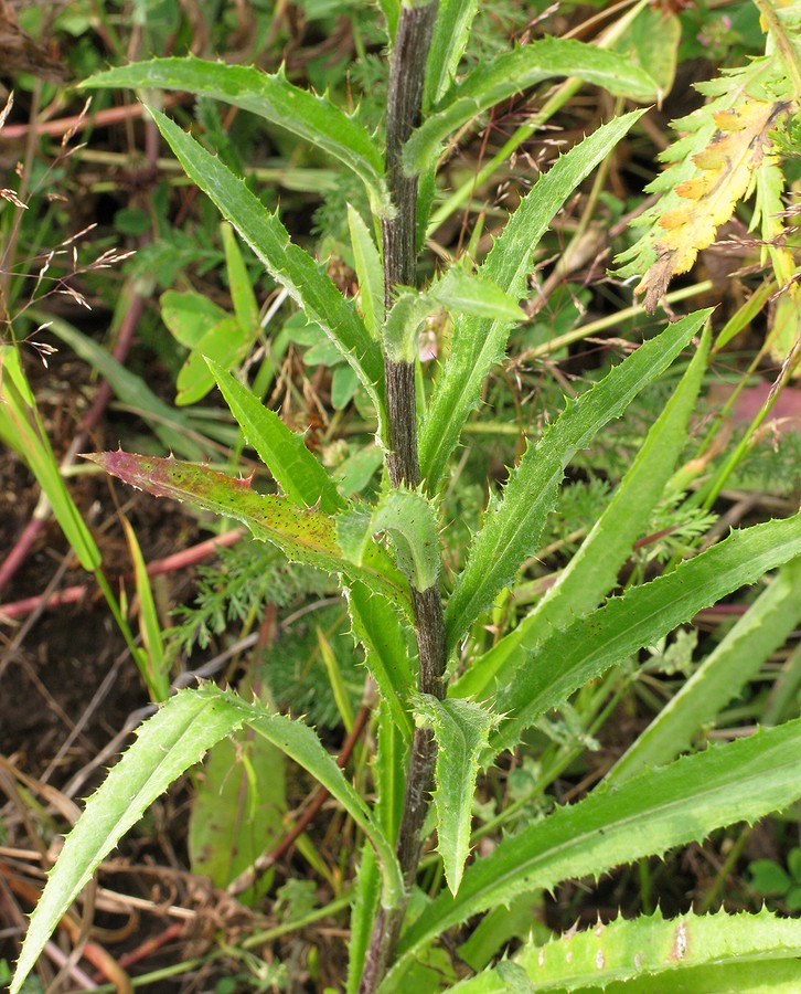 Image of Carlina intermedia specimen.