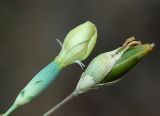 Dianthus marschallii. Цветок и завязавшийся плод. Южный берег Крыма, лес возле Понизовки. 10 июля 2011 г.