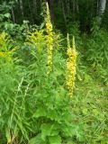 Verbascum nigrum. Цветущие растения. Новосибирская обл., г. Новосибирск, дендропарк. 24 июля 2011 г.