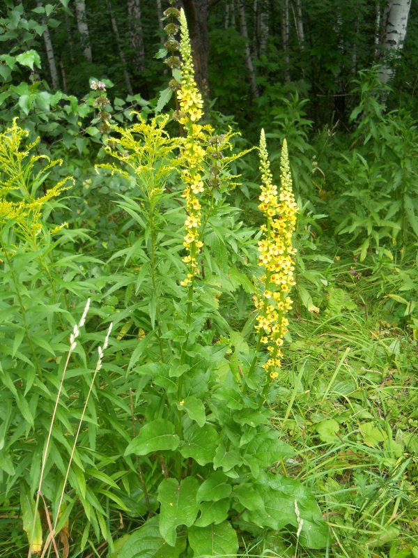 Изображение особи Verbascum nigrum.