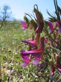 Lathyrus digitatus