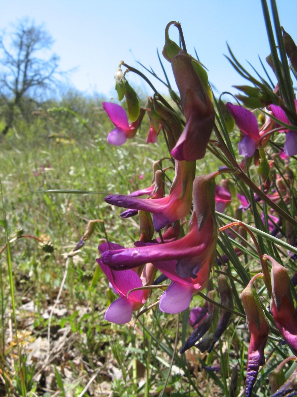 Изображение особи Lathyrus digitatus.