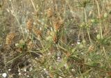 Plantago arenaria. Плодоносящее растение. Ракушечный пляж, Ясенский залив Азовского моря. 17.08.2011.