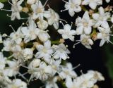 Viburnum wrightii