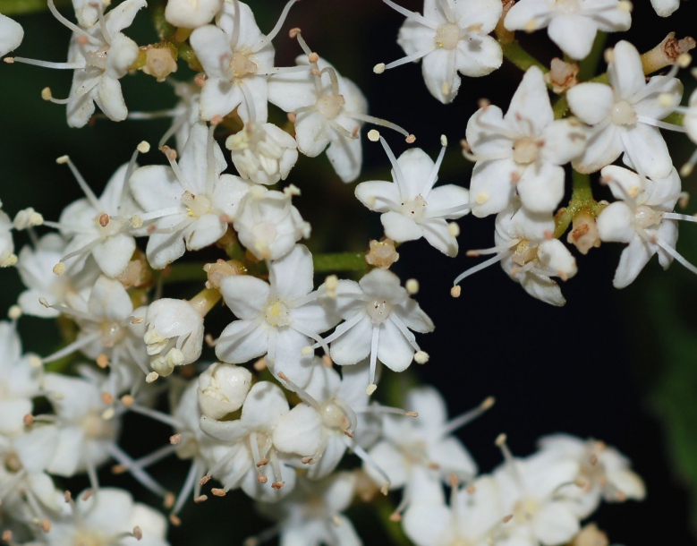 Изображение особи Viburnum wrightii.