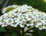 Achillea millefolium. Часть соцветия. Ростовская обл., Азовский р-н, с. Кугей. 8 июля 2011 г.