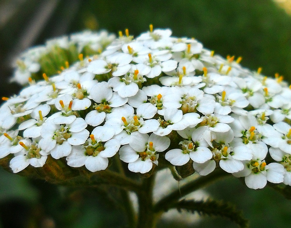 Image of Achillea millefolium specimen.