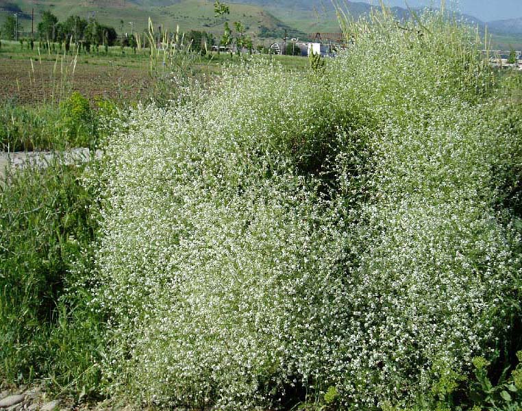 Image of Crambe orientalis specimen.