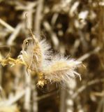 Astragalus paucijugus