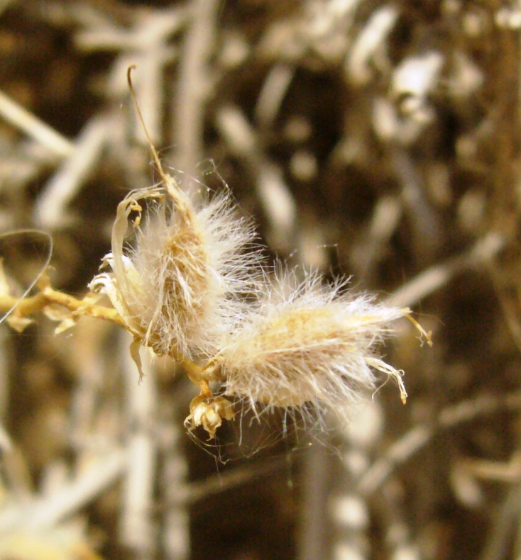 Изображение особи Astragalus paucijugus.