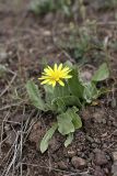 Scorzonera crassifolia. Цветущее растение. Таджикистан, Гиссарский хр., ущелье Сингисафат, 1500 м н.у.м. 29.04.2011.