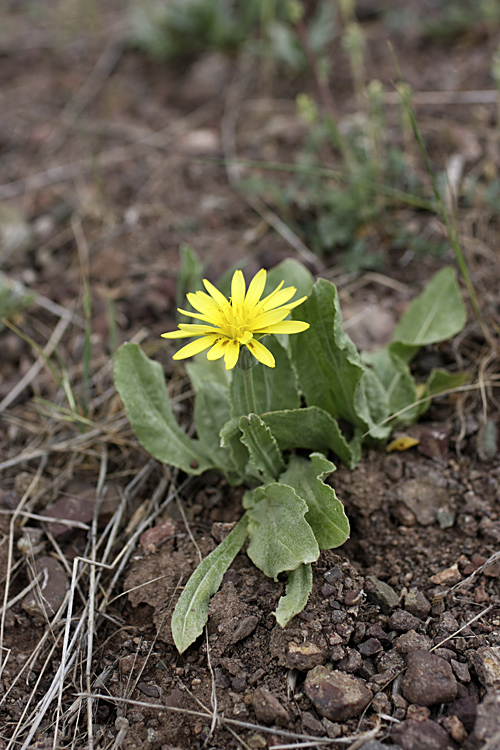 Изображение особи Scorzonera crassifolia.