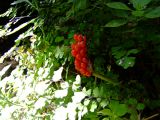 Arum palaestinum