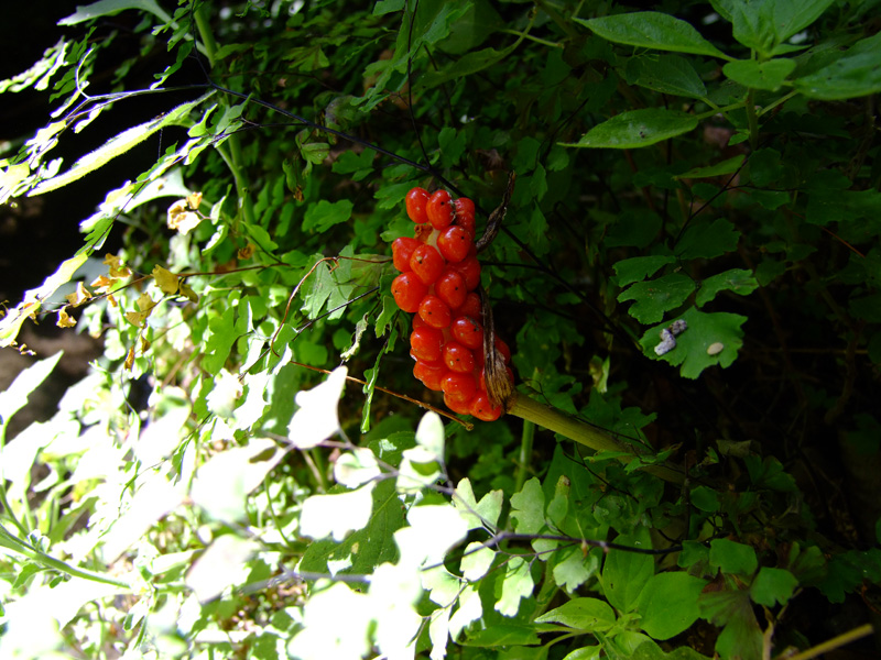 Image of Arum palaestinum specimen.