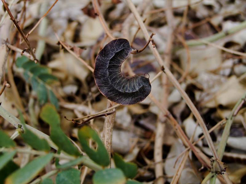 Image of Senna italica specimen.