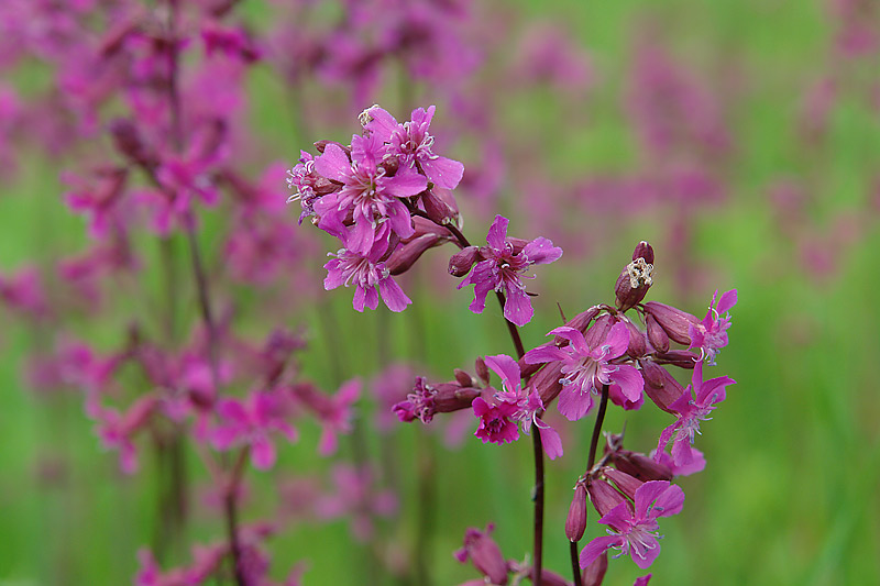 Изображение особи Viscaria vulgaris.