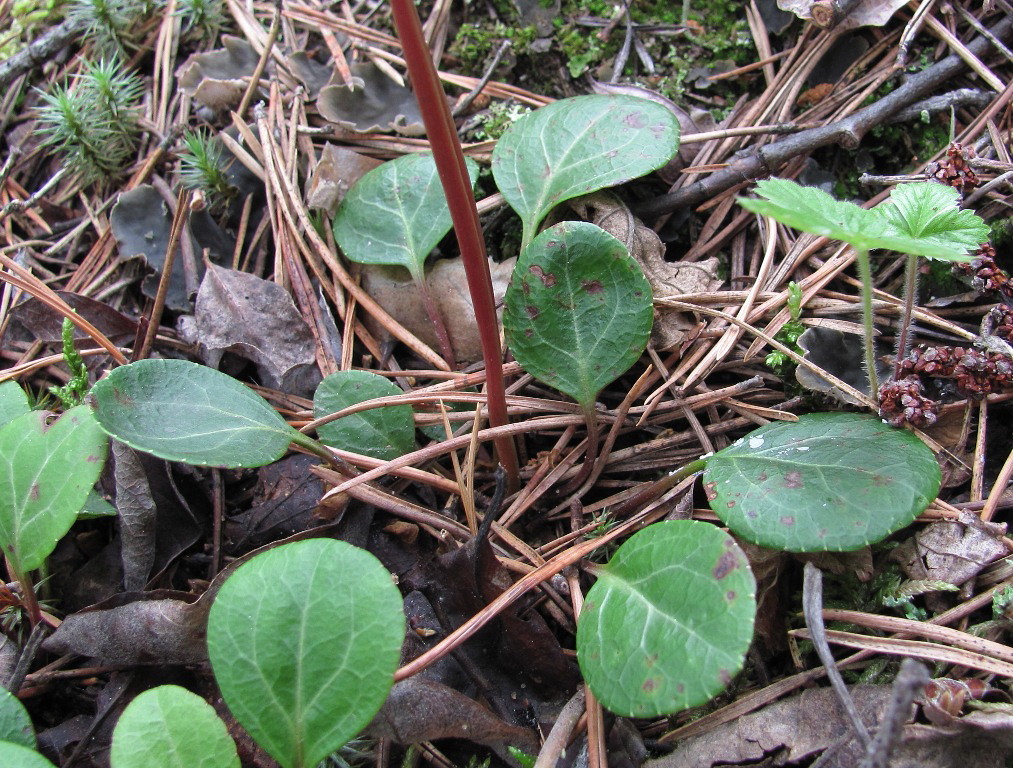 Изображение особи Pyrola chlorantha.