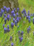 Muscari neglectum