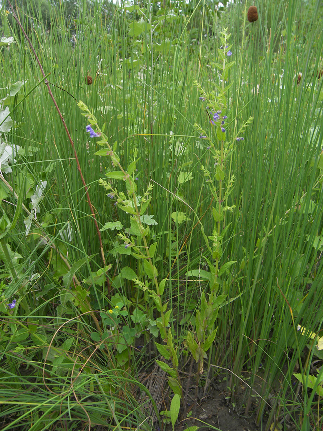 Image of Scutellaria galericulata specimen.