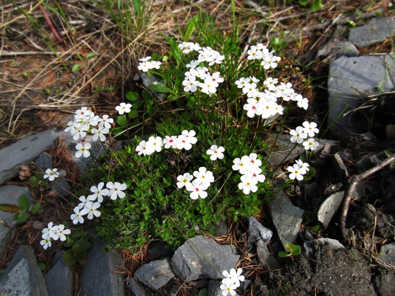 Image of Androsace lehmanniana specimen.