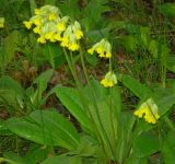 Primula veris