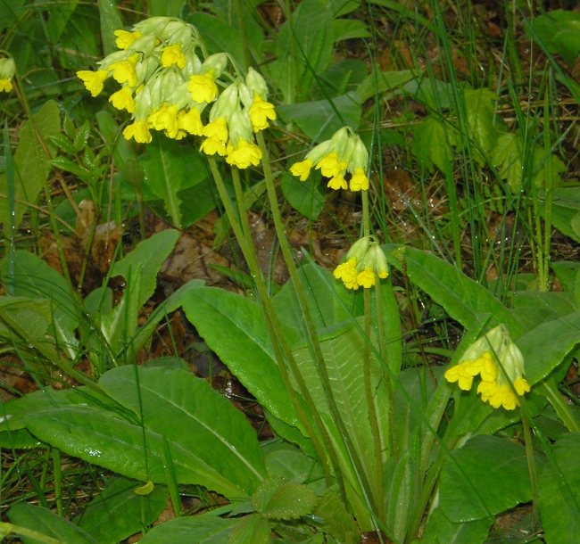 Image of Primula veris specimen.