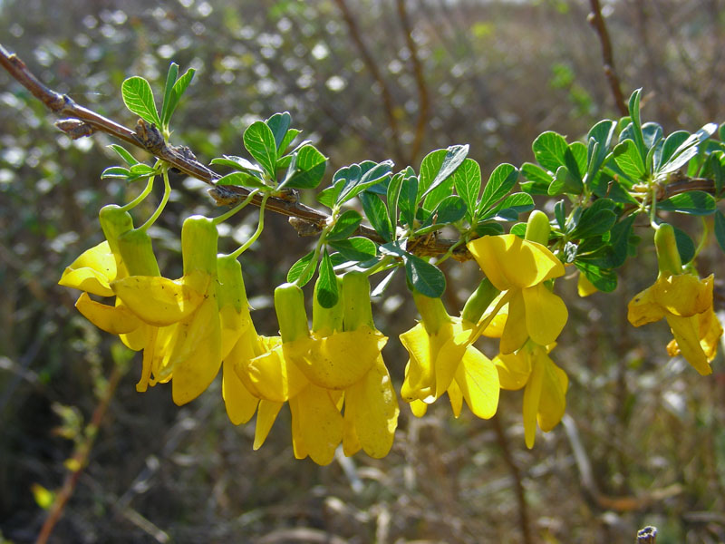 Image of Caragana frutex specimen.