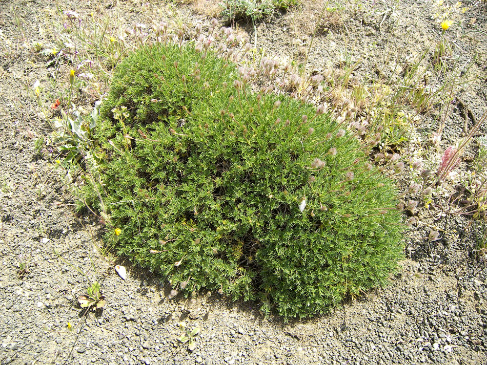 Image of Astragalus hohenackeri specimen.