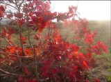 Cotinus coggygria. Растение в осенней окраске. Краснодарский край, Черноморское побережье Кавказа, Новороссийск, окр. Суджукской лагуны, Дендропарк НПИ КубГТУ, в культуре. 28 ноября 2009 г.