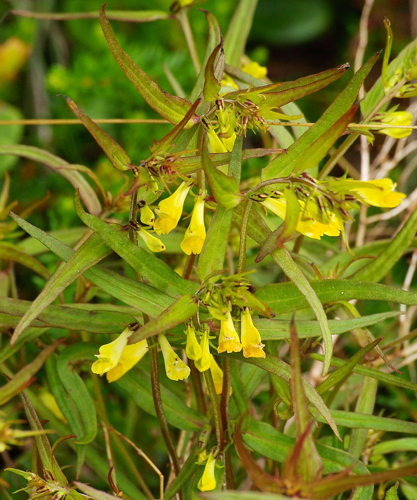 Image of Melampyrum pratense specimen.