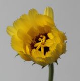 Calendula officinalis. Раскрывающееся соцветие.. Германия, г. Кемпен, в культуре. 26.06.2010. 12:24.