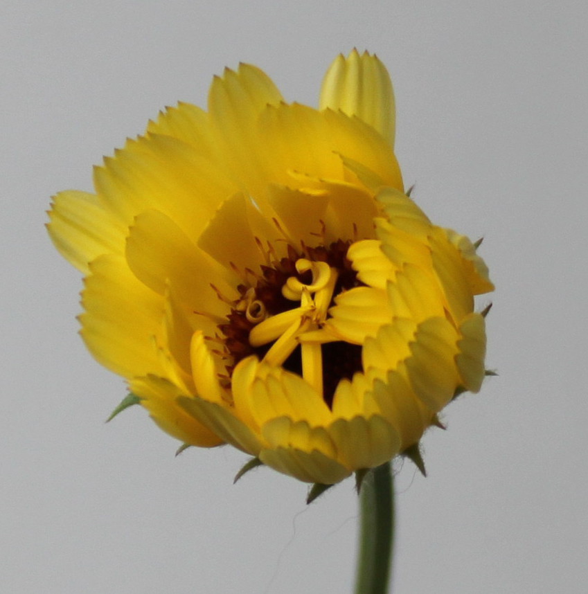 Изображение особи Calendula officinalis.