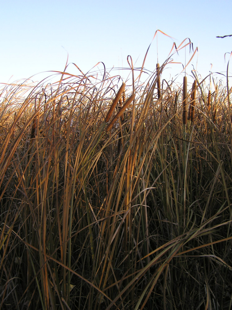 Изображение особи Typha domingensis.