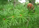 Larix kaempferi. Ветвь с шишкой. Сахалин, окр. г. Южно-Сахалинска. 29.08.2010.