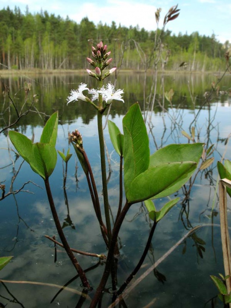 Image of Menyanthes trifoliata specimen.