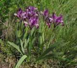 Iris pumila