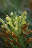 Pedicularis songarica