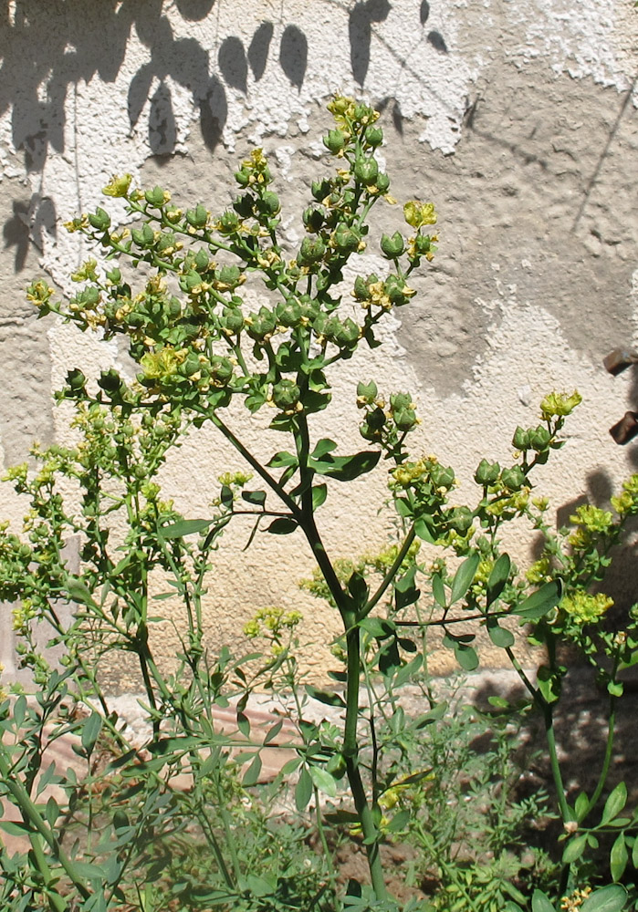 Image of Ruta chalepensis specimen.